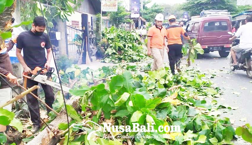 Nusabali Angin Kencang Pohon Ketapang Tumbang