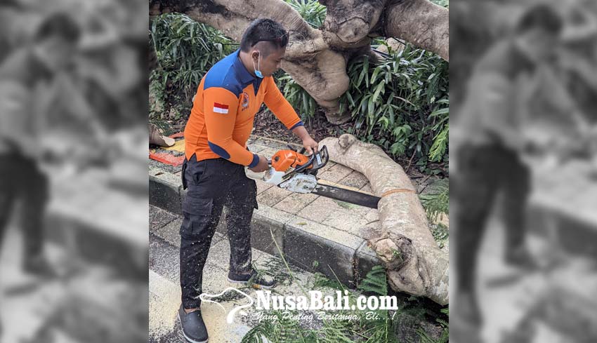 Nusabali Angin Kencang Pohon Perindang Tumbang Di Jimbaran