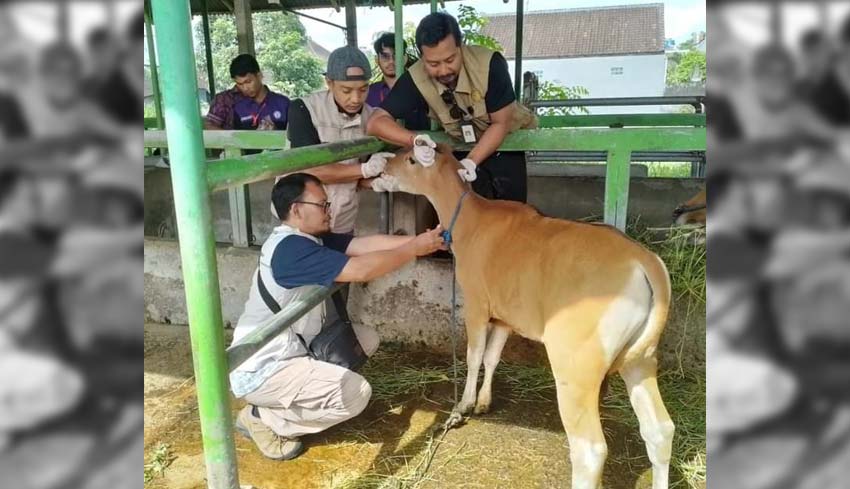 NUSABALI Cegah PMK Puluhan Ekor Sapi Di Kesiman Diuji Sampel Darah