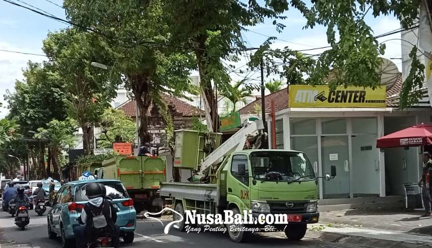 Nusabali Dinas Lhk Pangkas Pohon Perindang Di Legian