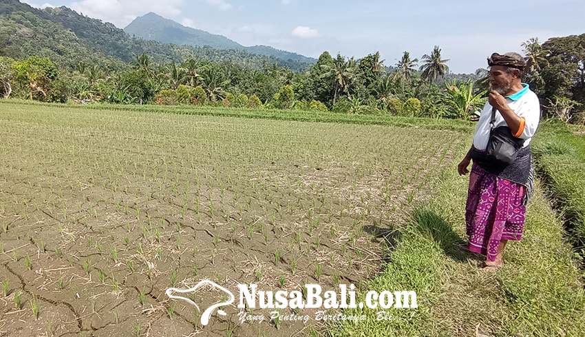 Nusabali Petani Subak Tabang Keluhi Pembagian Air Irigasi