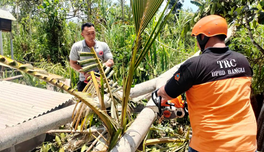 Nusabali Pohon Tumbang Timpa Rumah Warga