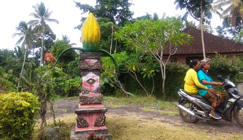 Nusabali Kemarau Panjang Pengaruhi Kakao Tabanan