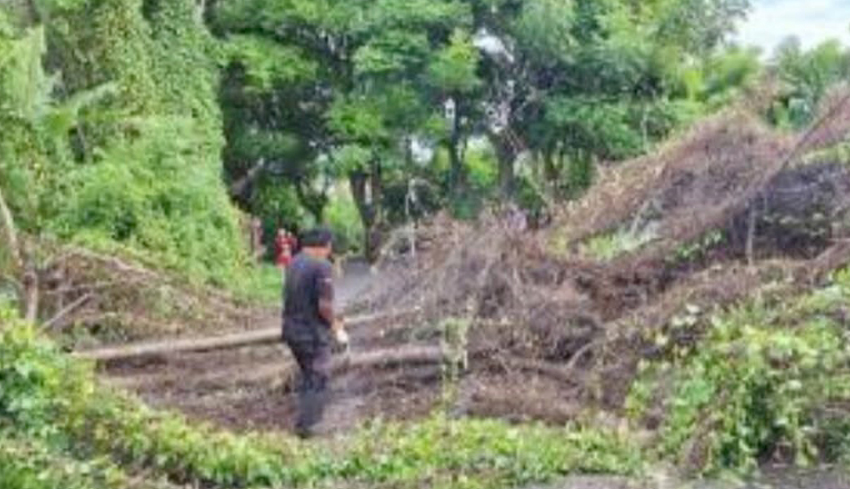 NUSABALI Pohon Tumbang Terbanyak Di Awal Tahun