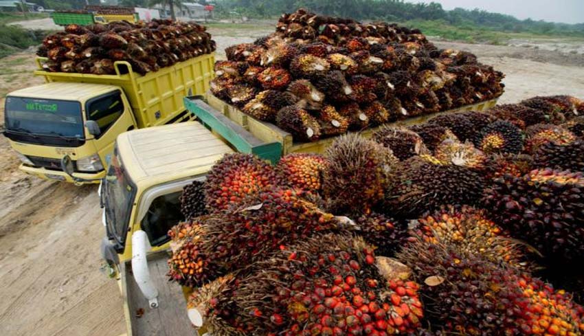 Nusabali Sawit Selamatkan Devisa Rp Triliun