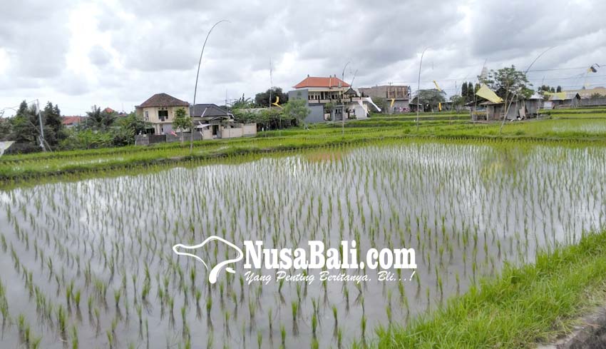 NUSABALI Lahan Persawahan Di Denpasar Menyusut 20 30 Hektare Pertahun