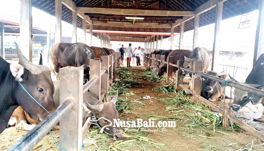 Nusabali Idul Adha Pendapatan Perumda Pasar Mangu Giri Sedana