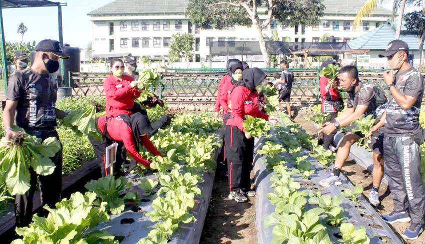 NUSABALI Yonif Mekanis GN Sulap Lahan Gersang Jadi Agrowisata