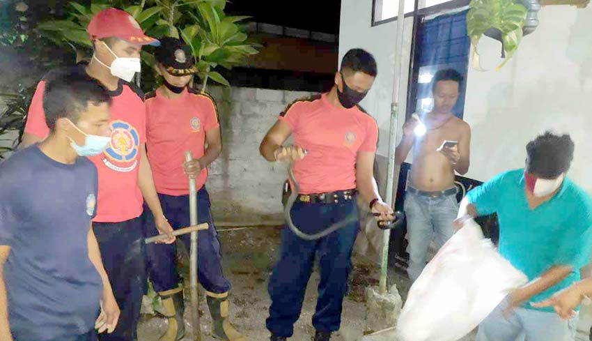 NUSABALI Petugas Damkar Amankan Ular Sawah Sepanjang 1 5 Meter