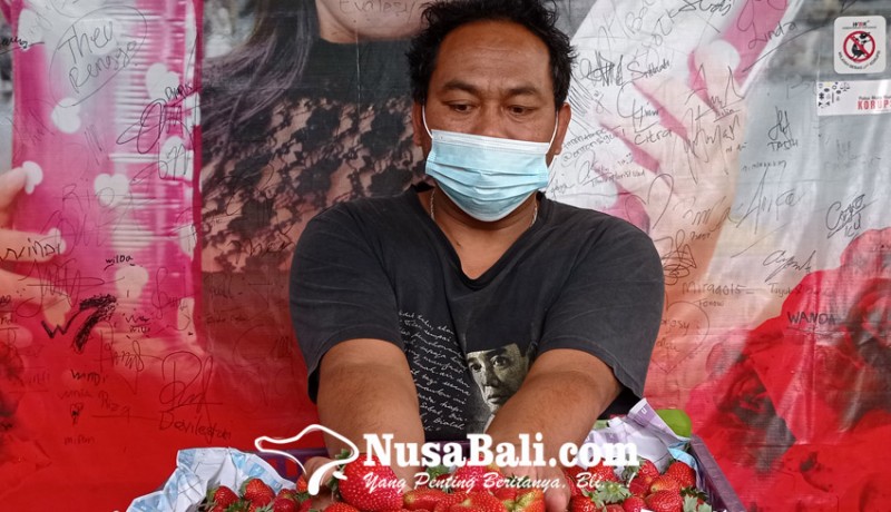 www.nusabali.com-petani-pancasari-kembangkan-bibit-strawbery-jumbo