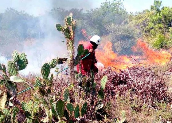 Nusabali.com - belasan-hektare-kebun-mete-terbakar