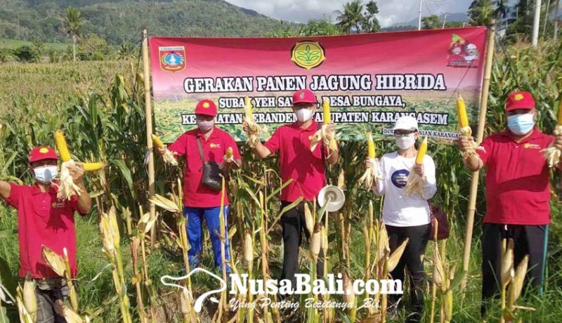 www.nusabali.com-dinas-pertanian-dan-petani-panen-jagung