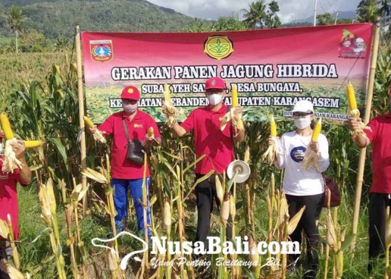 Nusabali.com - dinas-pertanian-dan-petani-panen-jagung