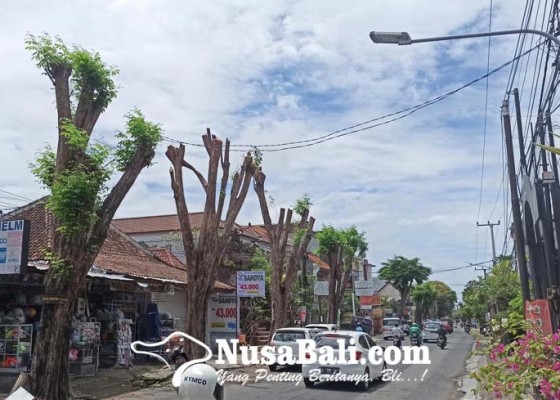 Nusabali.com - dinas-lhk-denpasar-siapkan-asuransi-rp-100-juta-untuk-50000-pohon