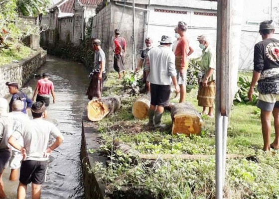 Nusabali.com - pohon-sukun-tumbang-timpa-rumah-warga