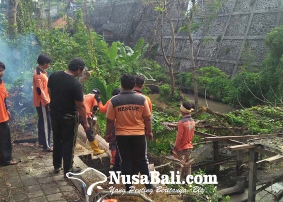 Nusabali.com - pohon-tumbang-menimpa-pemandian-umum-pura-beji-ketewel