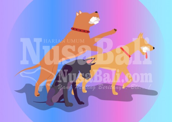 Nusabali.com - ratusan-anjing-disuntik-vaksin-rabies