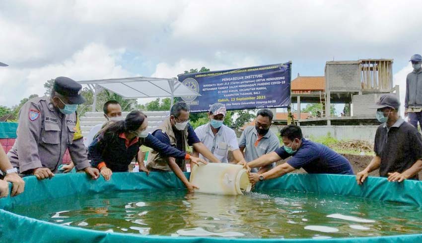 NUSABALI.com - Unud Dukung Ketahanan Pangan Desa Kukuh Melalui Budidaya ...