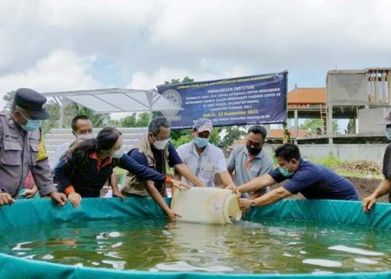 Nusabali.com - unud-dukung-ketahanan-pangan-desa-kukuh-melalui-budidaya-ikan-lele-dan-hidroponik