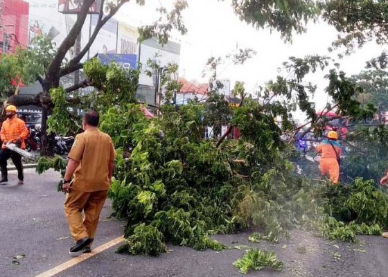 Nusabali.com - musim-hujan-petir-sambar-palinggih-hingga-pohon-timpa-bale-bengong