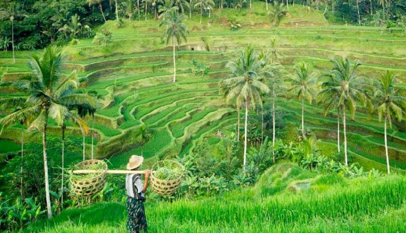 www.nusabali.com-ubud-kota-wisata-terbaik-ke-4-dunia