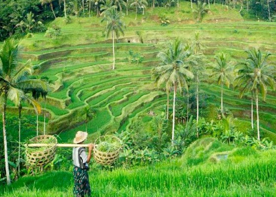 Nusabali.com - ubud-kota-wisata-terbaik-ke-4-dunia