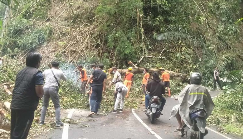 www.nusabali.com-pohon-tumbang-terjang-tegallalang