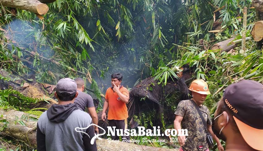 Pohon Tumbang Timpa Rumah Warga Desa Melinggih Kelod Payangan 7541