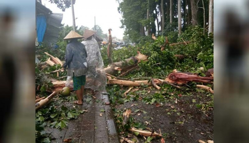 www.nusabali.com-pohon-di-sangeh-tumbang-timpa-dua-warung