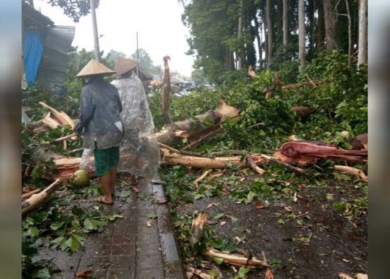 Nusabali.com - pohon-di-sangeh-tumbang-timpa-dua-warung