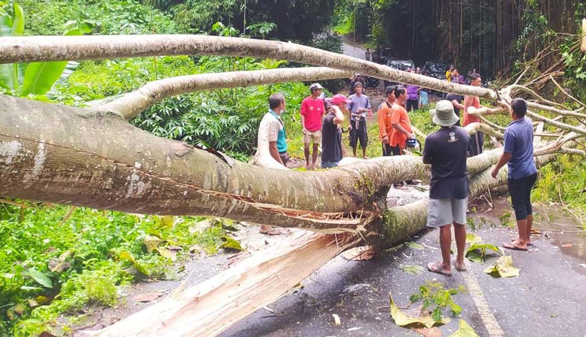 Dua Pohon Setinggi 25 Meter Tumbang Di Tegallalang 4062