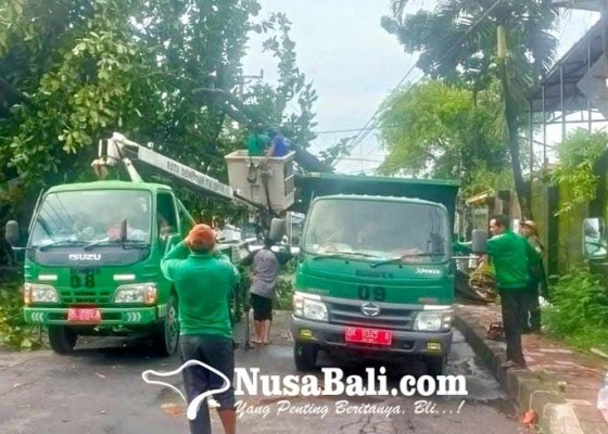 Nusabali.com - pohon-setinggi-12-meter-tumbang-melintang-di-jalan-kebo-iwa-utara