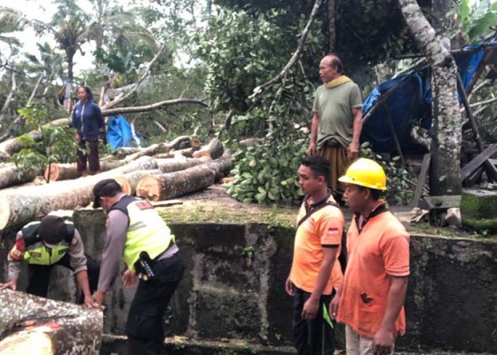 Nusabali.com - pohon-tumbang-timpa-usaha-paras-di-taro-gianyar