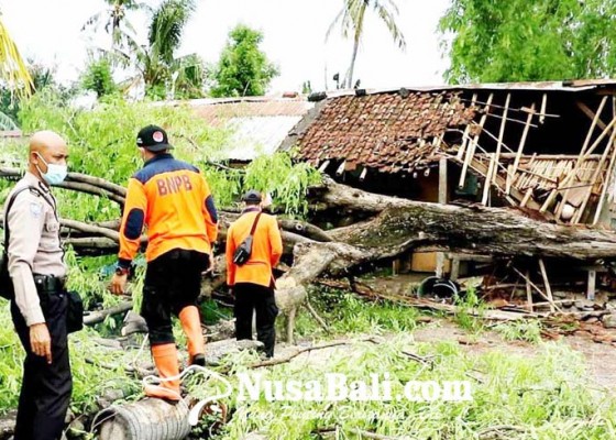 Nusabali.com - pohon-tumbang-timpa-rumah-dan-4-jukung