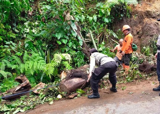 Nusabali.com - pohon-tumbang-dan-tanah-longsor-hambat-akses-jalan-tegallalang