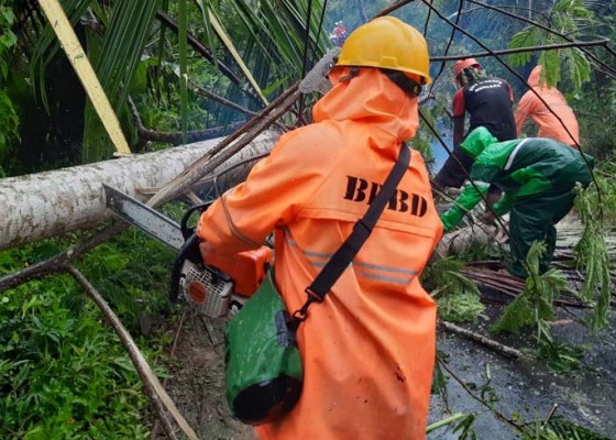 Nusabali.com - hujan-berkepanjangan-pohon-bertumbangan-di-gianyar