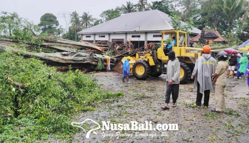 www.nusabali.com-pohon-tumbang-timpa-pura-rumah-dan-mobil