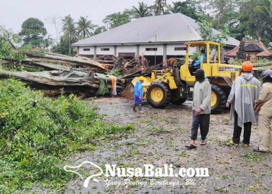 Nusabali.com - pohon-tumbang-timpa-pura-rumah-dan-mobil