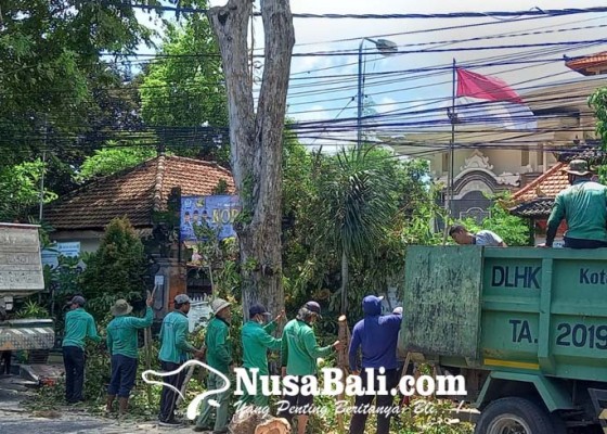 Nusabali.com - dlhk-denpasar-giatkan-perompesan-hingga-pemotongan-pohon-di-sesetan