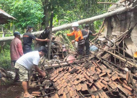 Nusabali.com - rumah-dan-dapur-tertimpa-pohon-kelapa