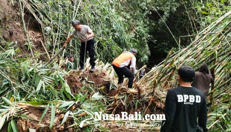 www.nusabali.com-rumpun-bambu-tutup-jalan-tiga-linjong