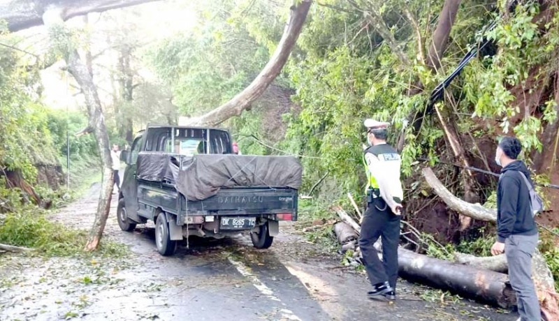 www.nusabali.com-jalan-tertutup-pohon-tumbang-buka-tutup-selama-4-jam