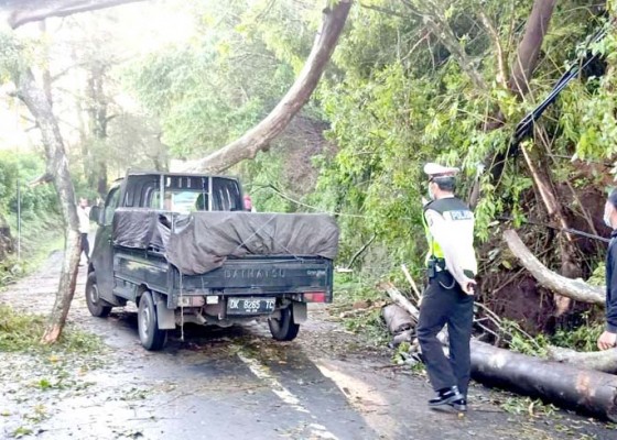 Nusabali.com - jalan-tertutup-pohon-tumbang-buka-tutup-selama-4-jam