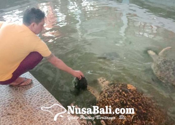 Nusabali.com - pengelola-wisata-penyu-jualan-seafood