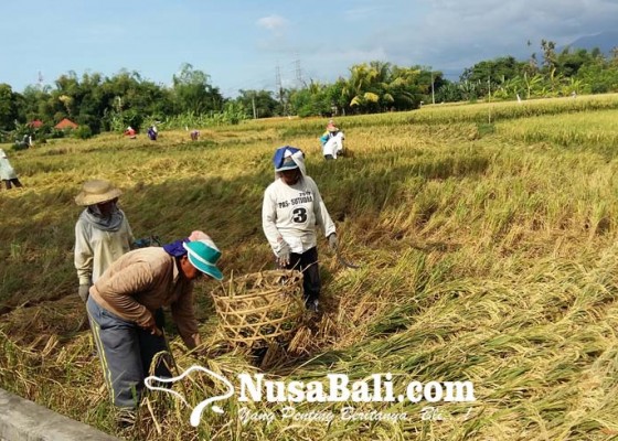 Nusabali.com - produksi-padi-meningkat-buleleng-surplus-beras