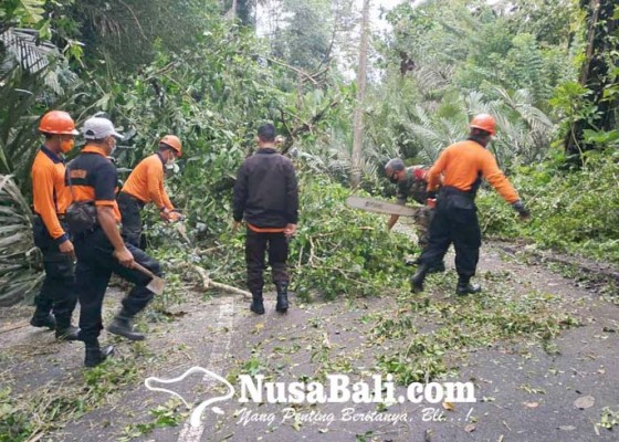 Nusabali.com - jaringan-internet-rusak-tertimpa-pohon