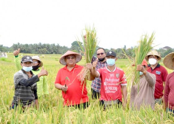 Nusabali.com - parwata-panen-padi-bersama-petani