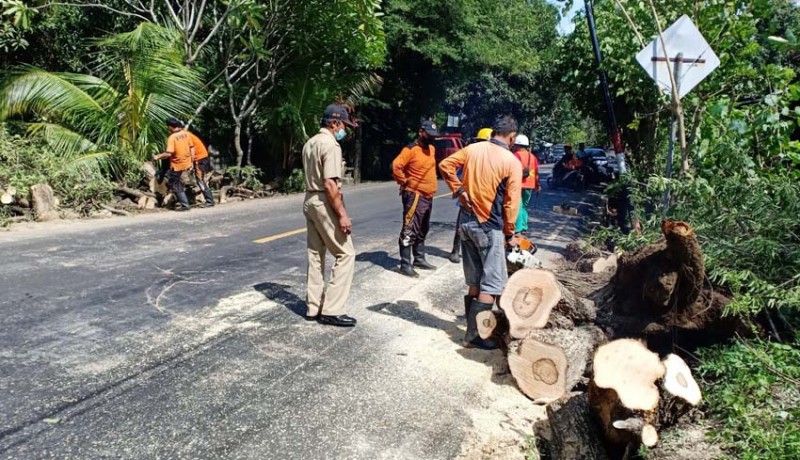 www.nusabali.com-pohon-tumbang-timpa-pemotor-hingga-luka-luka