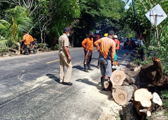 Nusabali.com - pohon-tumbang-timpa-pemotor-hingga-luka-luka