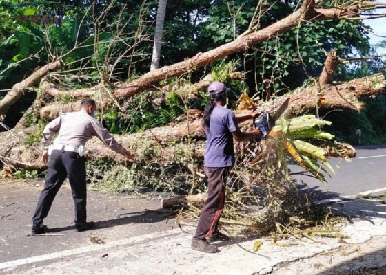 Nusabali.com - dua-karyawan-toko-tertimpa-pohon-tumbang